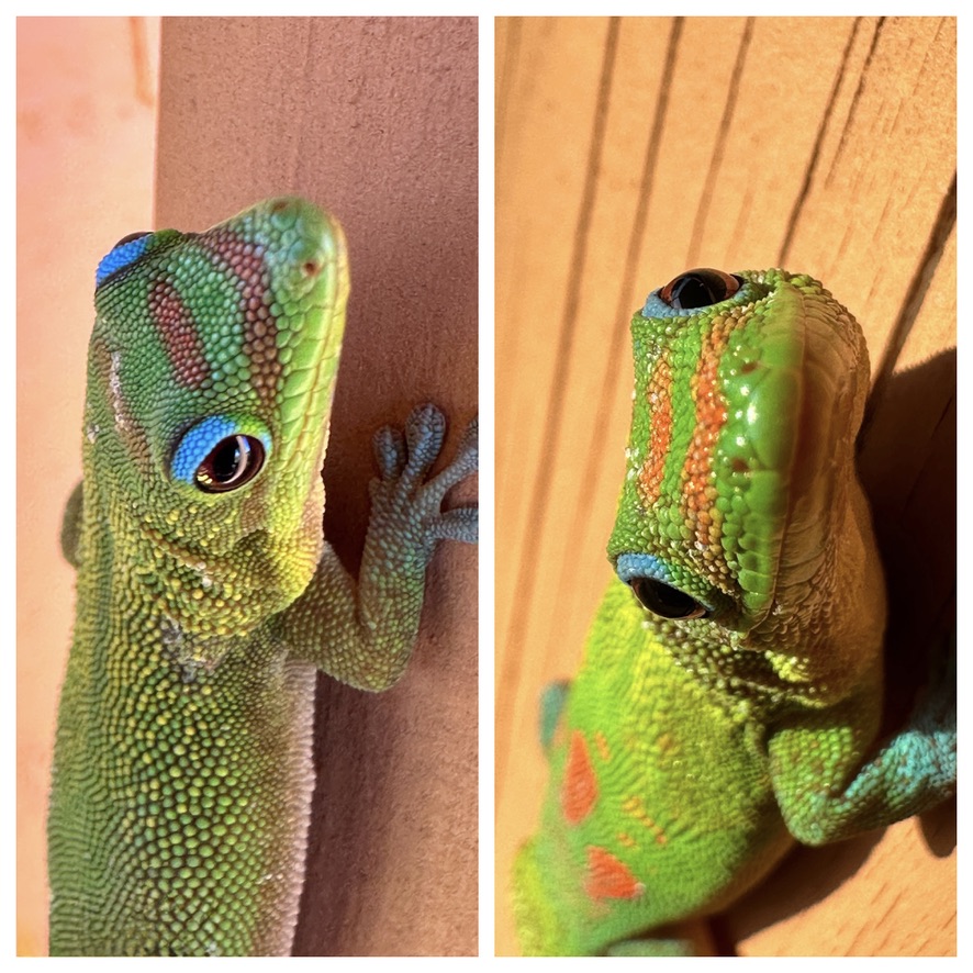 Muffin and Stubby the gold dust day geckos