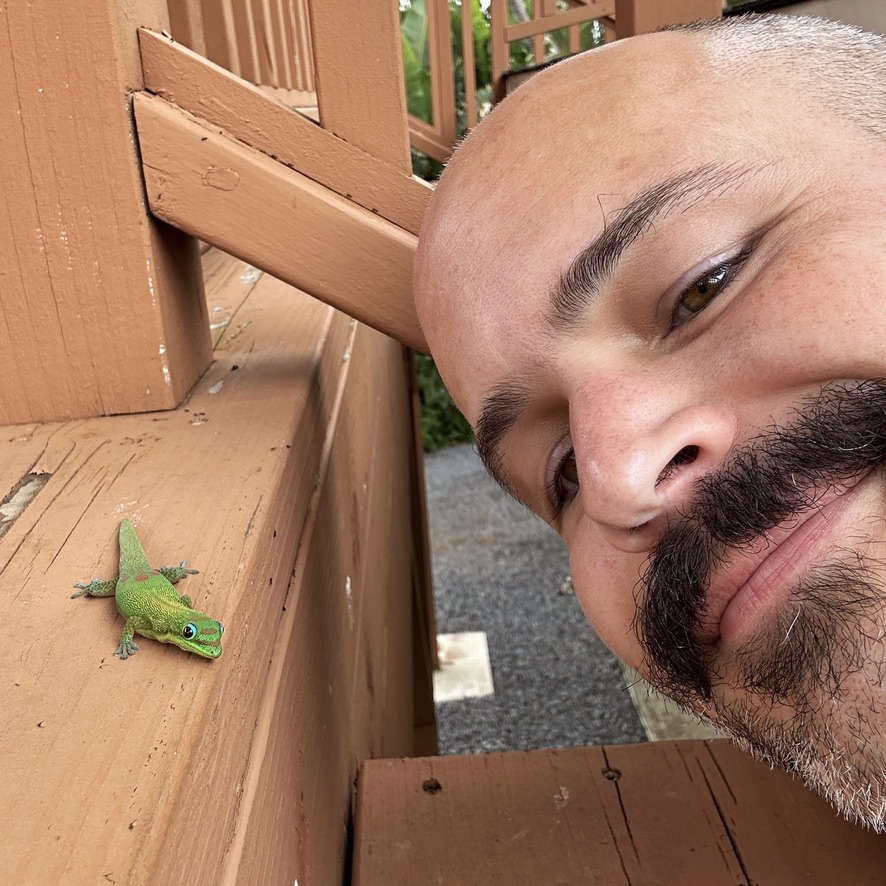 Muffin the Gold Dust Day Gecko